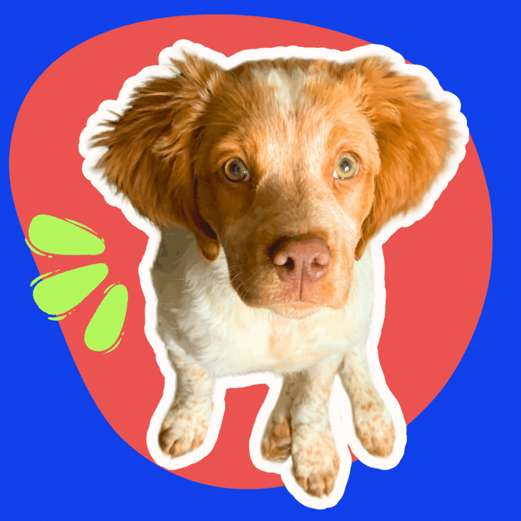 Chiot épagneul breton