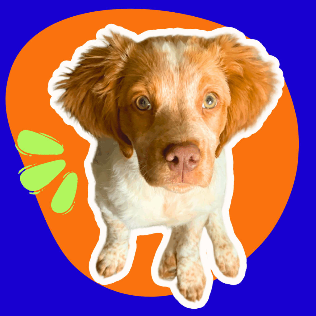 Jeune chiot épagneul breton